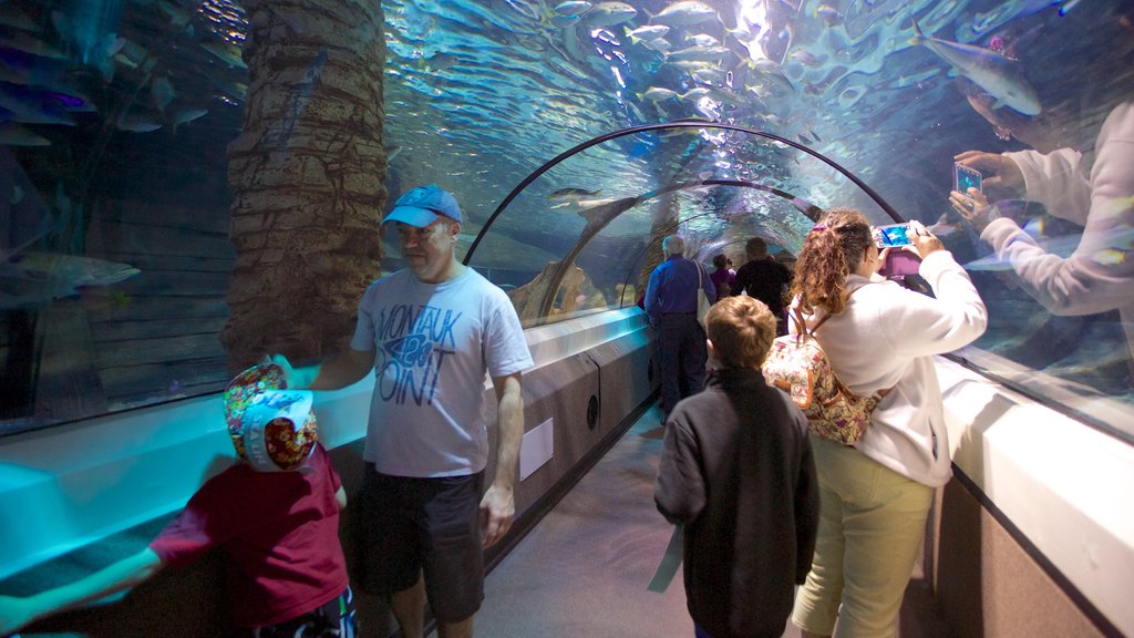 Underwater World Sea Life which includes interior views and marine life as well as a large group of people