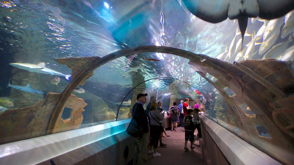 Underwater World Sea Life toont interieur en zeedieren en ook een grote groep mensen