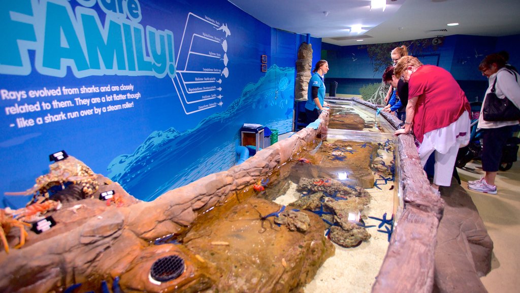 Acuario Underwater World Sea Life mostrando vida marina y vista interna y también un pequeño grupo de personas