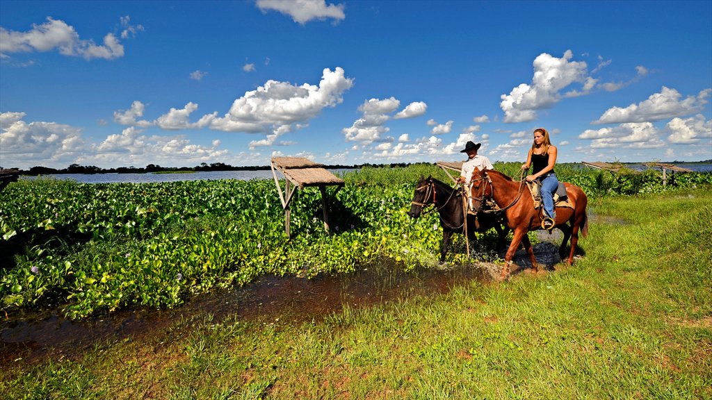 Formosa showing land animals, horse riding and farmland