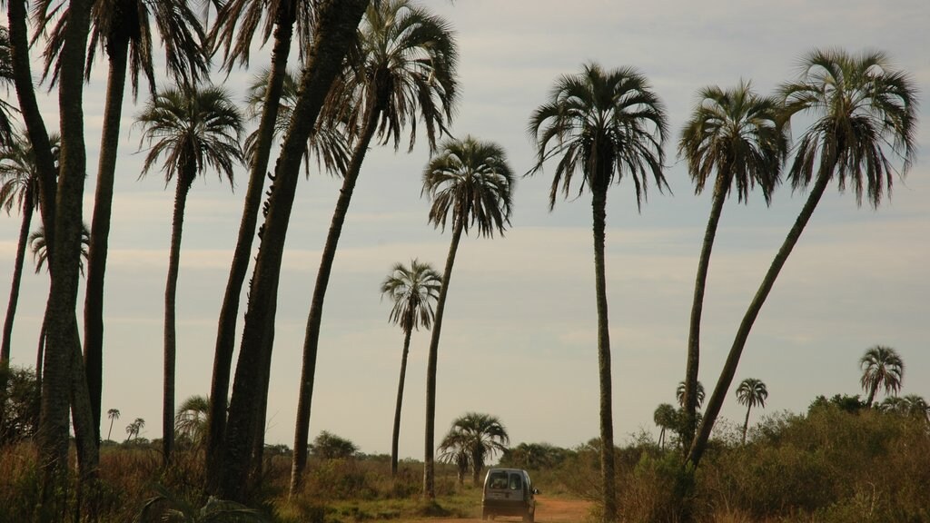 Entre Rios toont tropische uitzichten en rondrijden