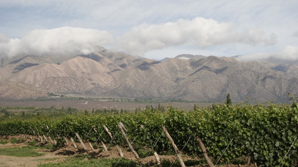 Cafayate presenterar berg