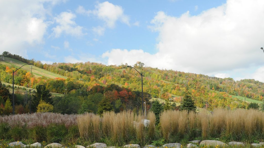 Blue Mountain Ski Resort som inkluderar landskap och stillsam natur