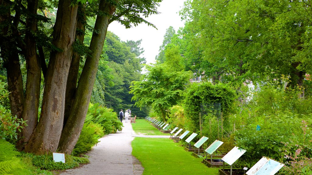 Hortus Botanicus showing a garden