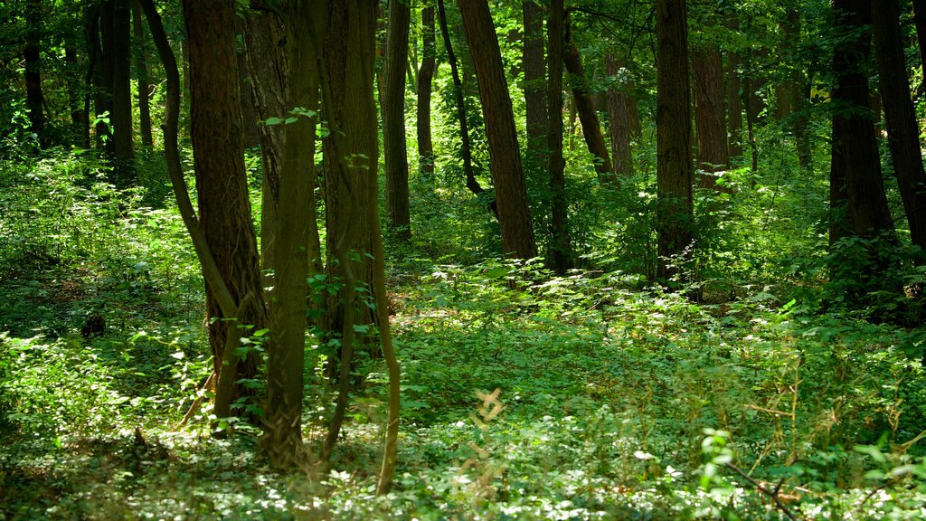 Borisova Gradina which includes forests