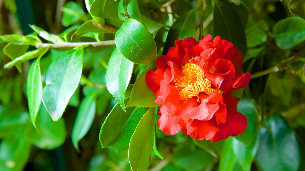 Santa Clotilde Gardens which includes wild flowers, a park and flowers