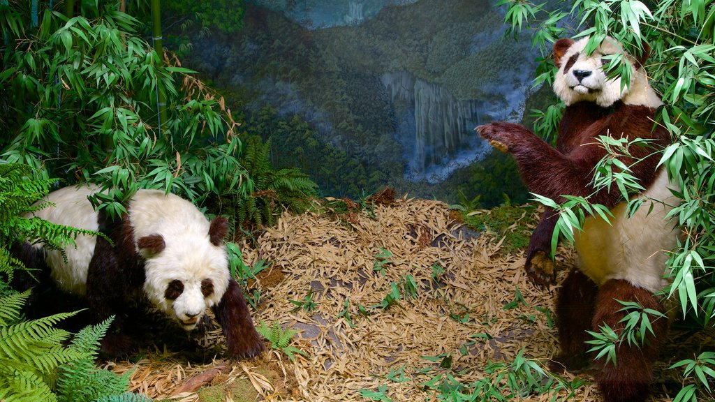 Natuurhistorisch museum van Bern toont interieur