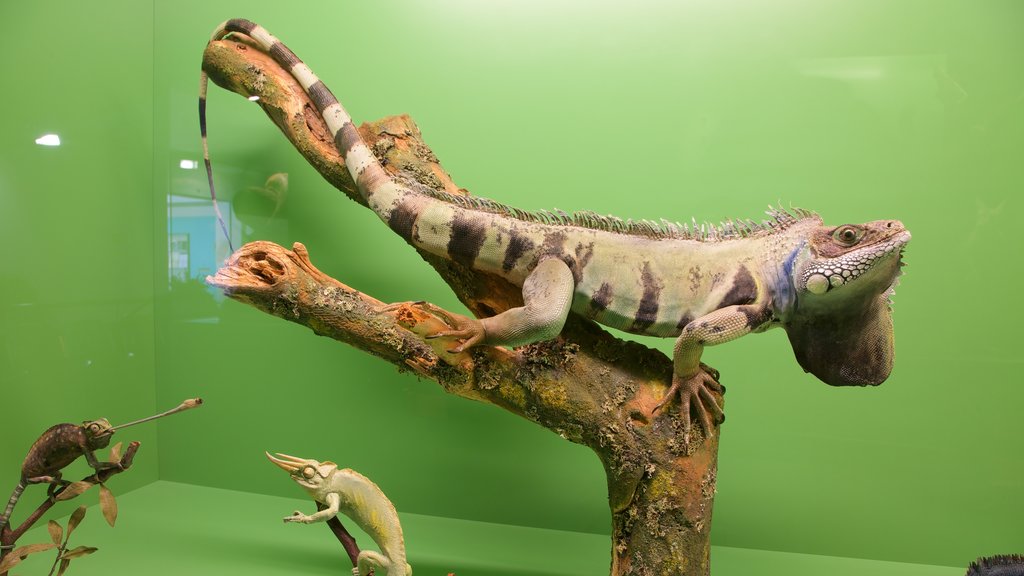 Natuurhistorisch museum van Bern toont dieren en interieur