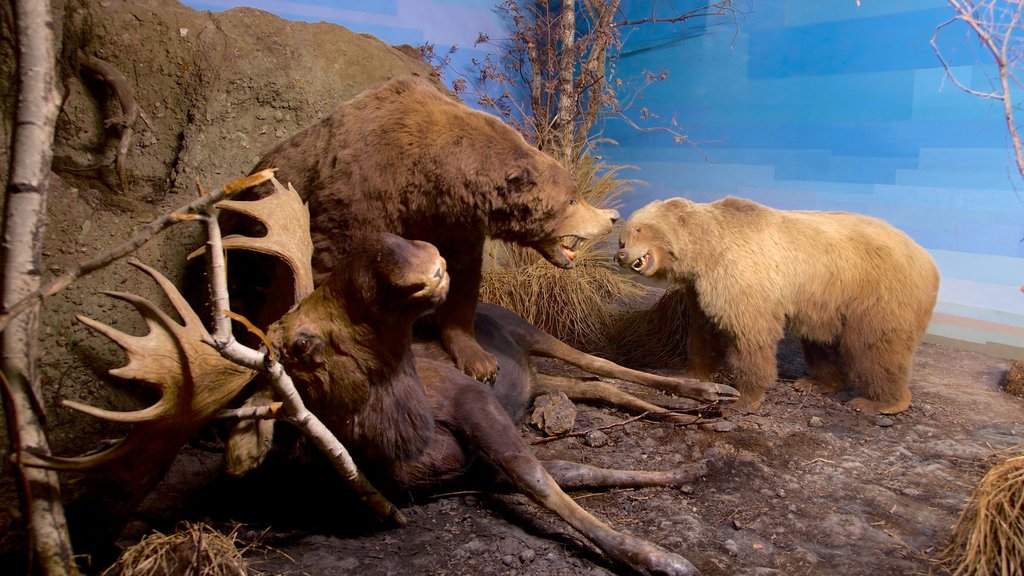 Bern Natural History Museum showing interior views