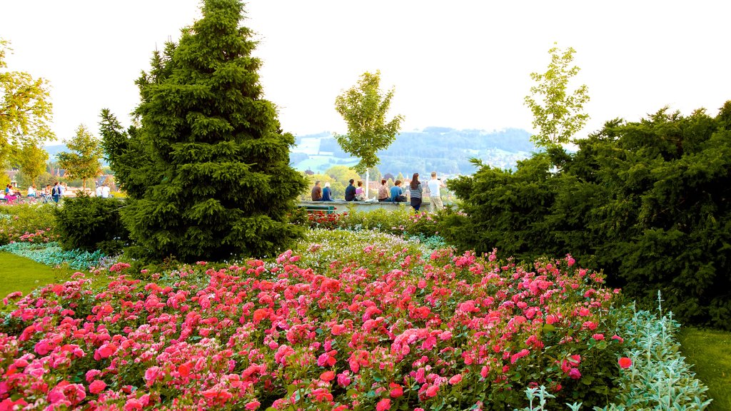 Jardín de rosas de Berna mostrando flores, un parque y flores silvestres