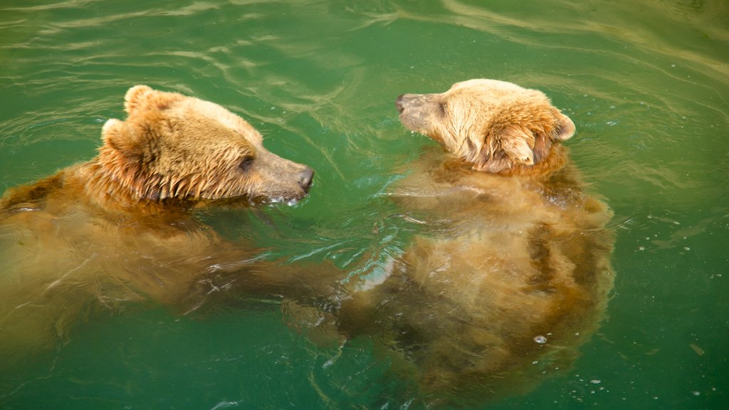 Fosa de los osos ofreciendo animales peligrosos y animales del zoológico