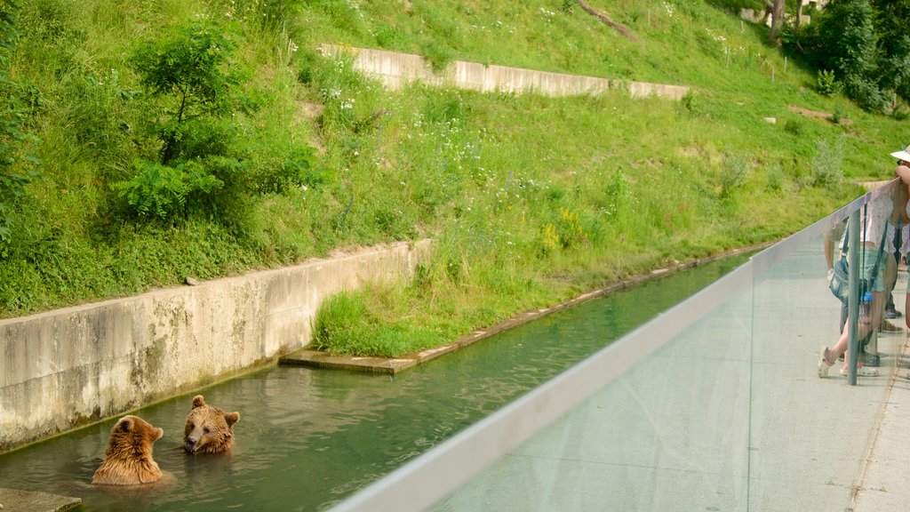 Fosa de los osos que incluye animales del zoológico y animales peligrosos