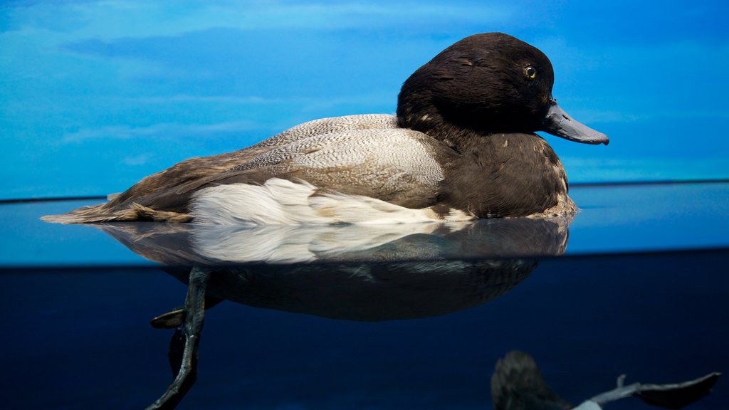 Geneva Museum of Natural History showing swimming and bird life