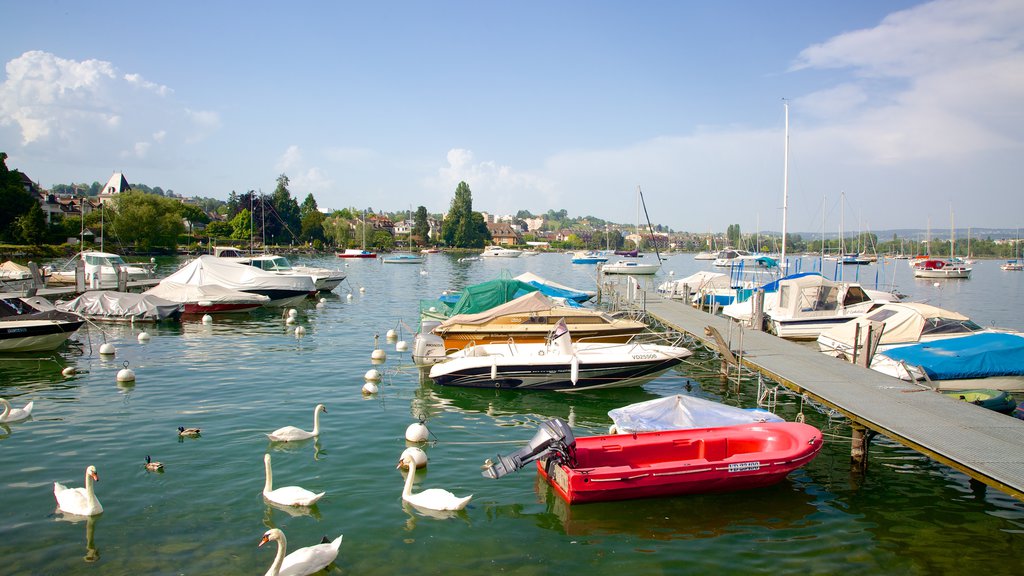 Morges which includes bird life, boating and a lake or waterhole