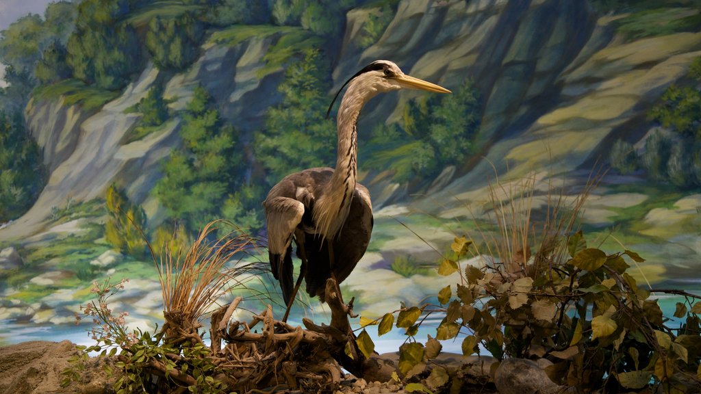 Geneva Museum of Natural History showing interior views and bird life