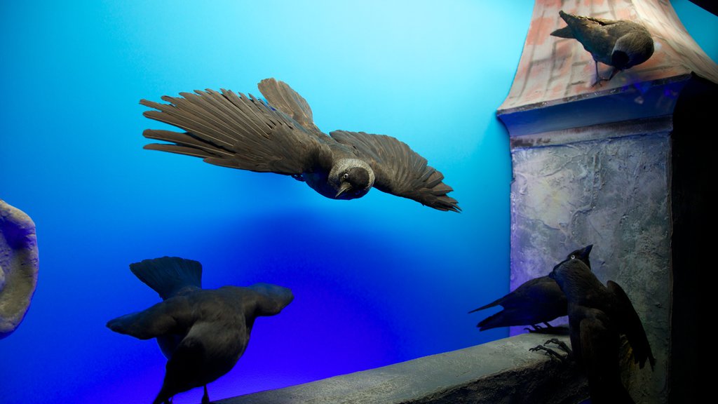 Geneva Museum of Natural History showing interior views and bird life