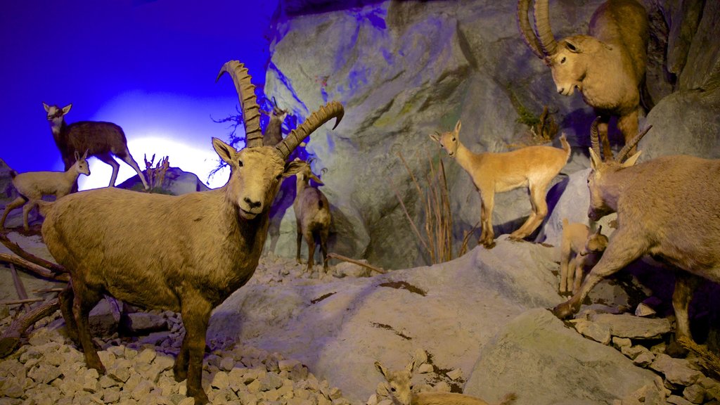 Geneva Museum of Natural History featuring interior views