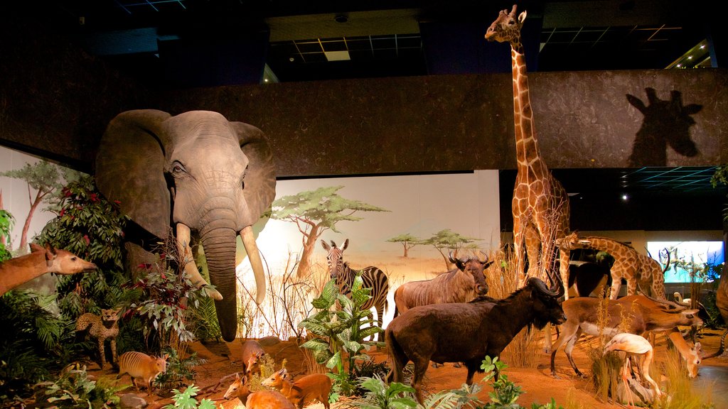 Geneva Museum of Natural History showing interior views