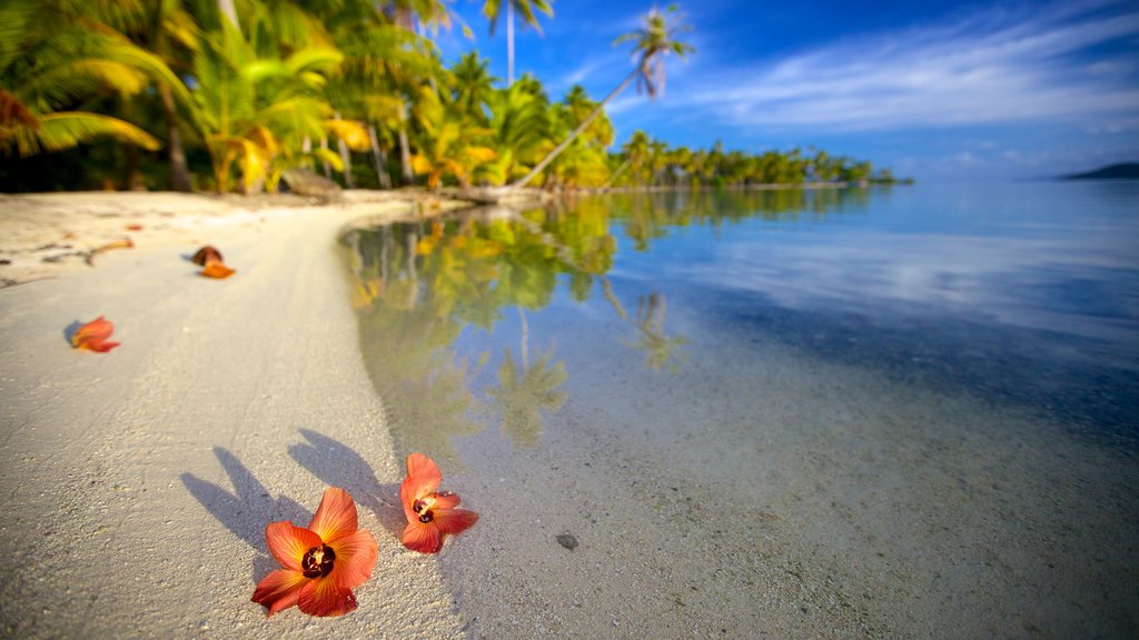 Tahiti featuring a sandy beach and flowers