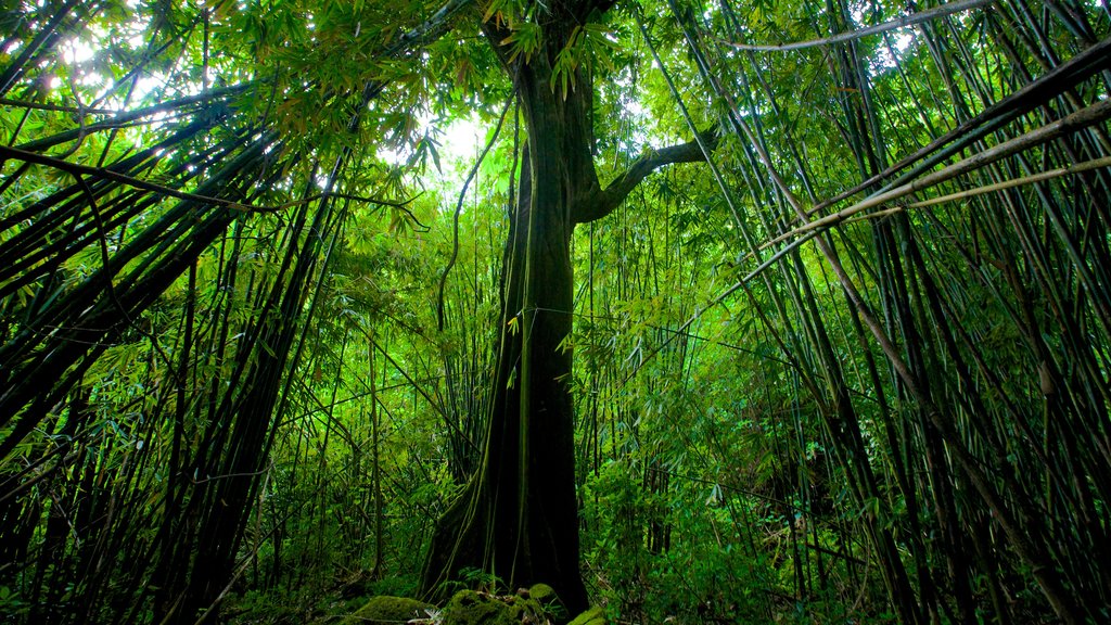 Tahiti montrant forêt tropicale et paysages en forêt