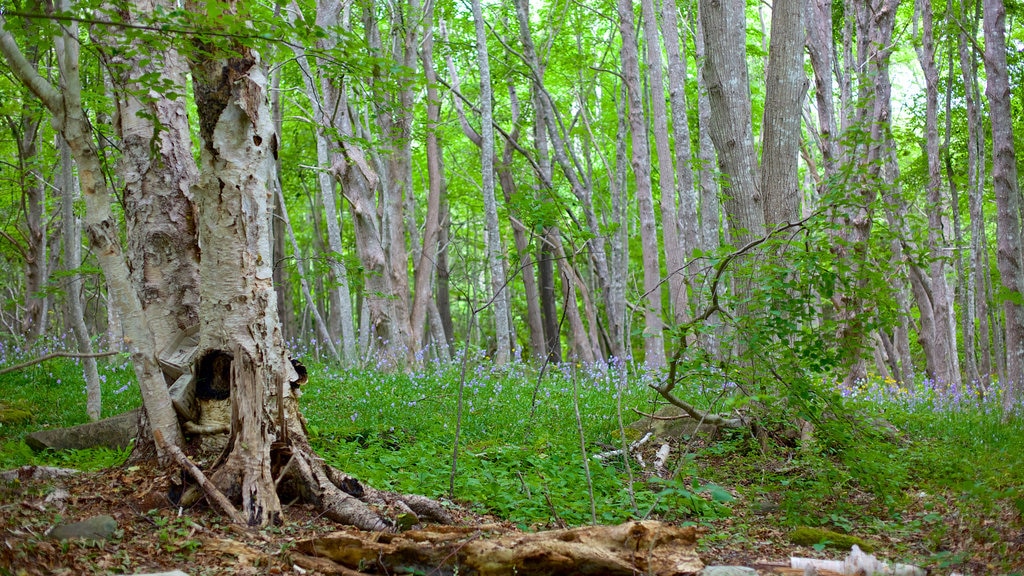 Antigonish que incluye imágenes de bosques