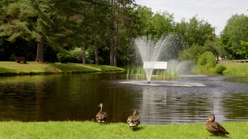 Kingston featuring a pond, a garden and a fountain