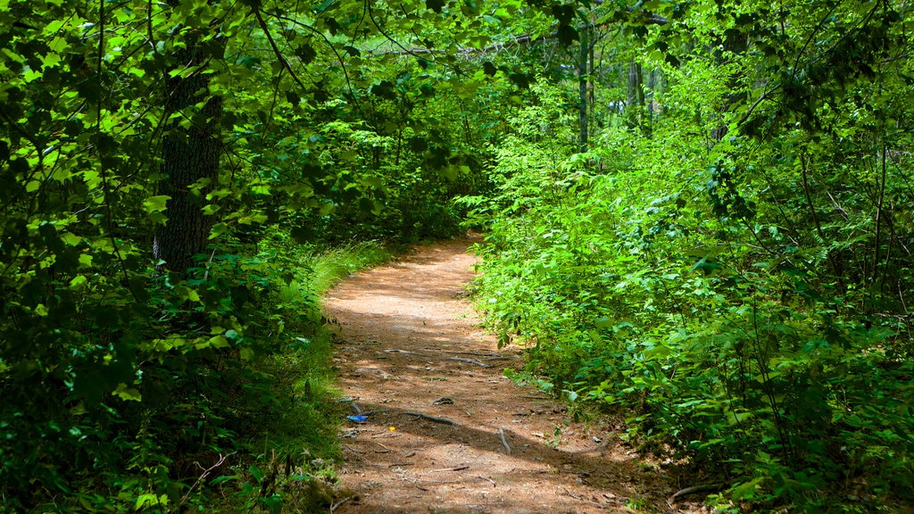 Kingston que incluye un jardín y bosques