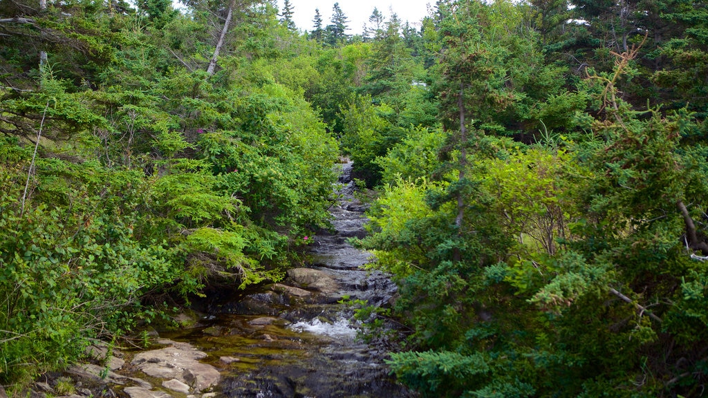 Kingston which includes forest scenes and a river or creek