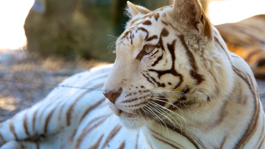 West Coast Game Park Safari showing dangerous animals and land animals