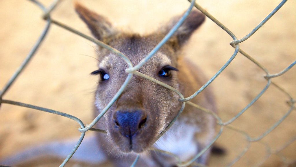 West Coast Game Park Safari que inclui animais fofos ou amigáveis e animais de zoológico