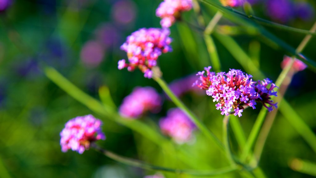 Azalea Park som omfatter blomster