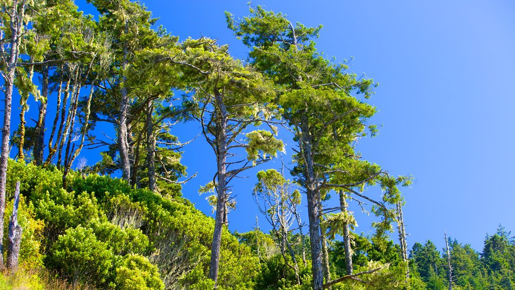 Gold Beach showing forest scenes