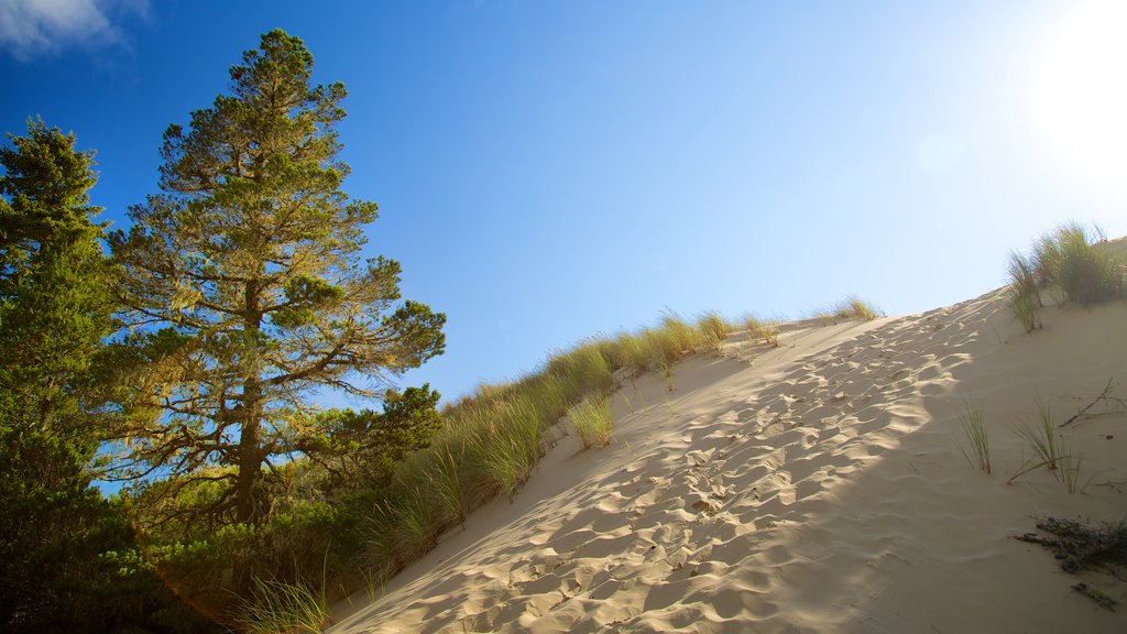 Site de loisirs national d\'Oregon Dunes