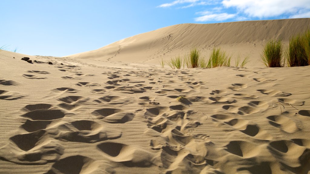 Oregon Dunes National Recreation Area showing landscape views and desert views