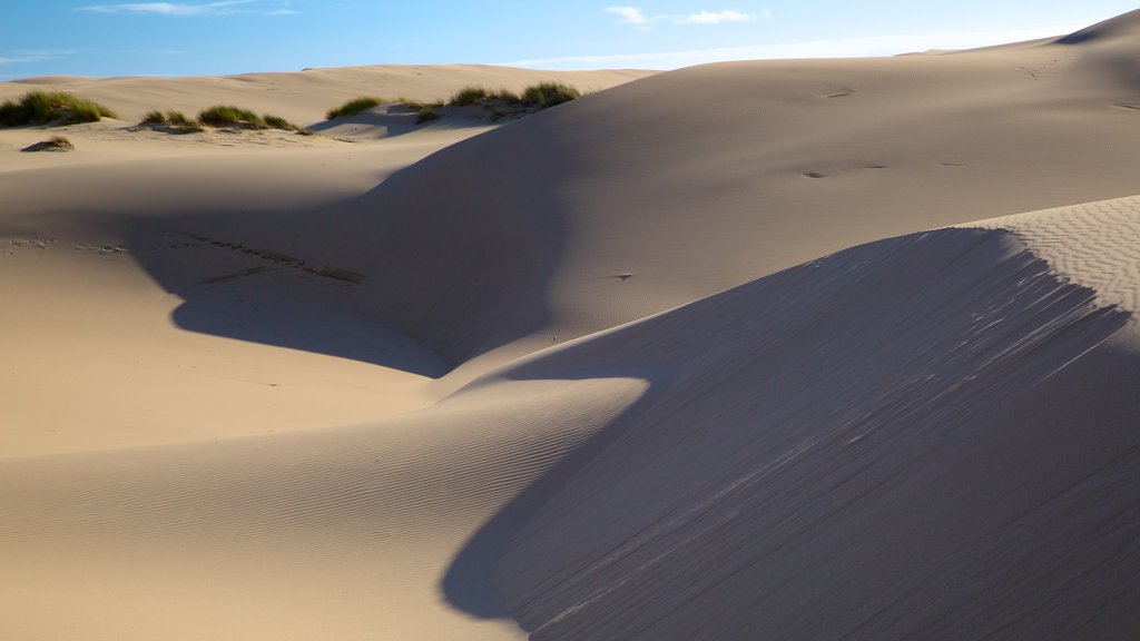 Oregon Dunes National Recreation Area showing landscape views and desert views