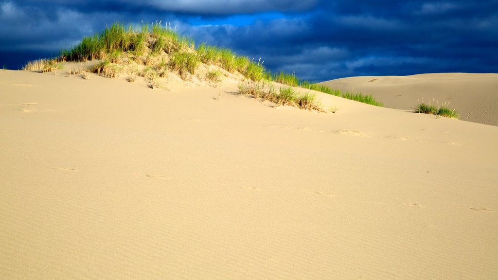 Oregon Dunes National Recreation Area showing desert views and landscape views