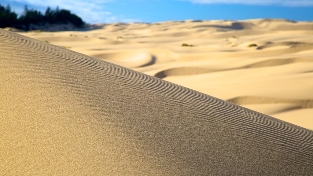 Oregon Dunes National Recreation Area showing landscape views and desert views