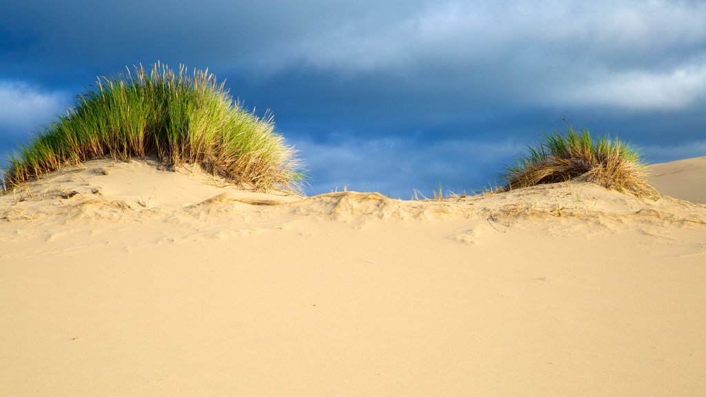 Site de loisirs national d\'Oregon Dunes qui includes vues du désert