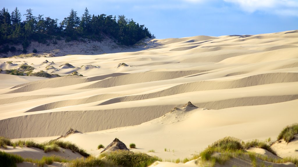 Oregon Dunes National Recreation Area showing landscape views and desert views