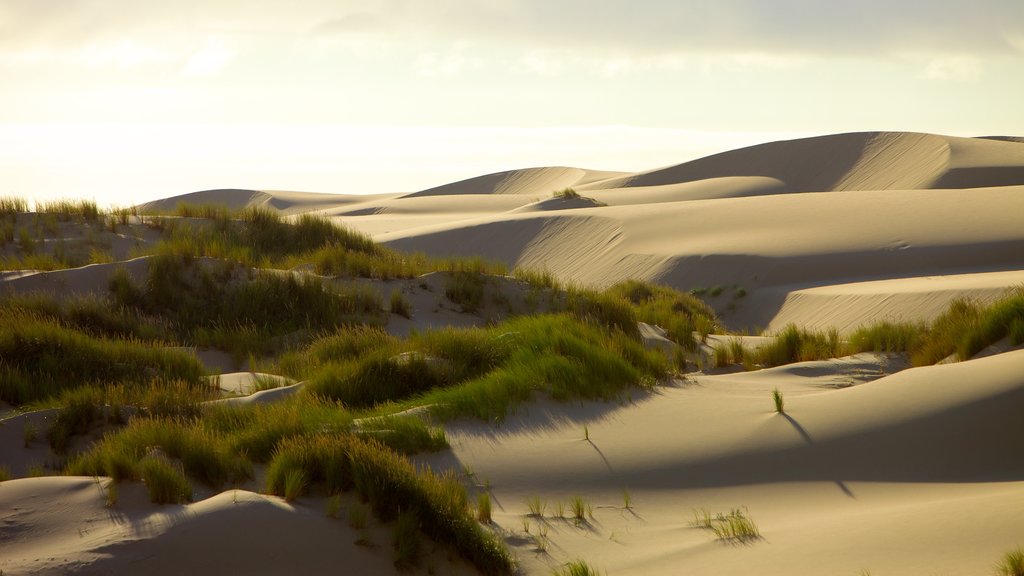 Oregon Dunes National Recreation Area showing desert views and landscape views