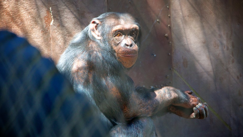 West Coast Game Park Safari og byder på venlige dyr og dyr fra zoologisk have