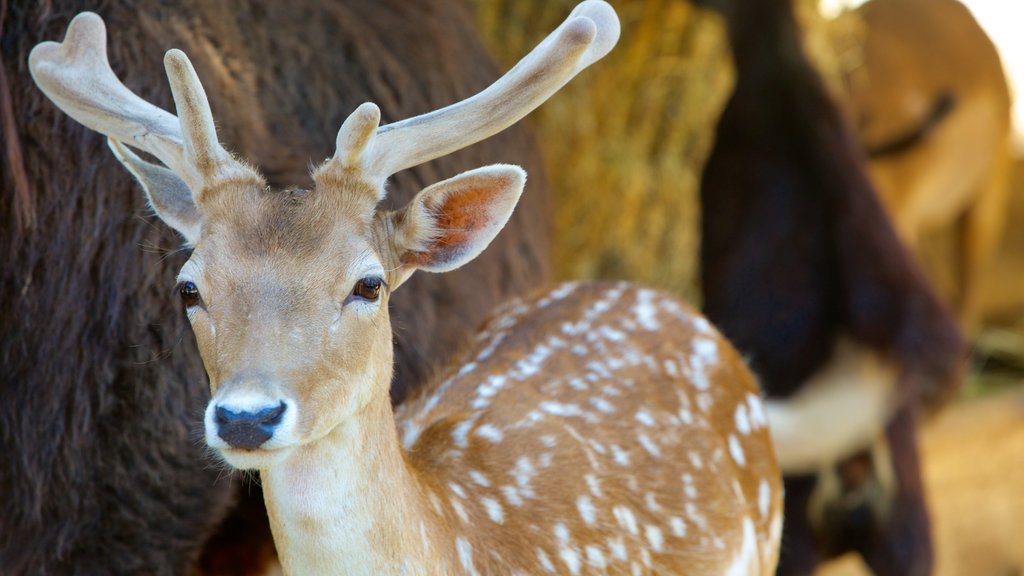 West Coast Game Park Safari das einen niedliche oder freundliche Tiere