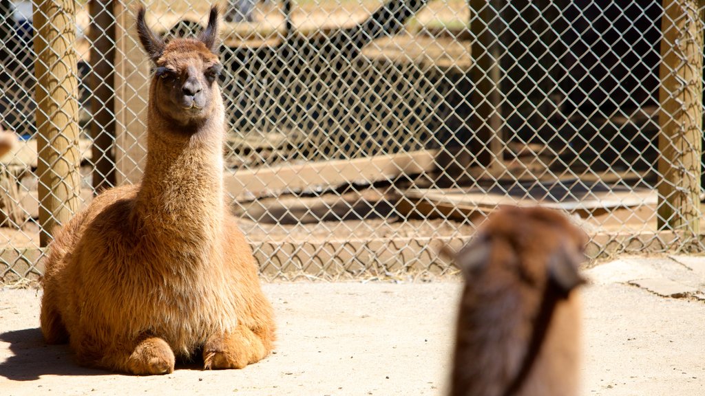 West Coast Game Park Safari showing zoo animals and land animals