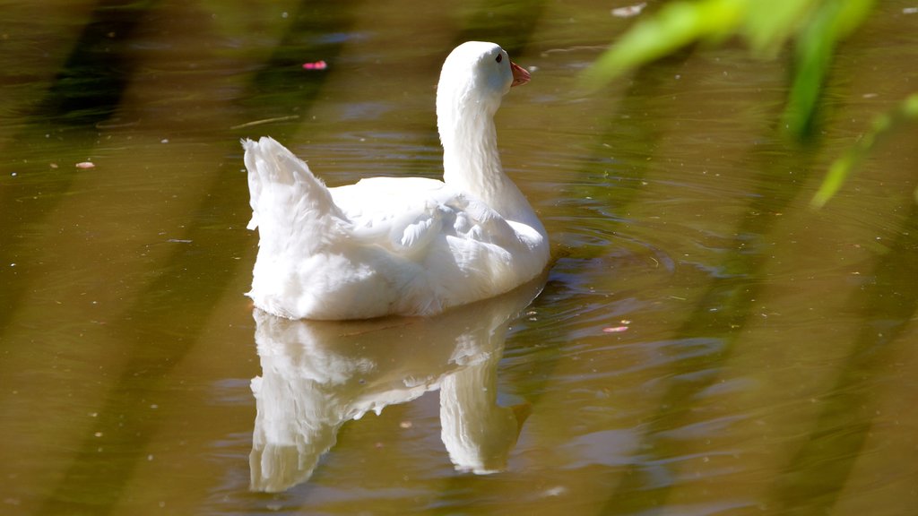 West Coast Game Park Safari que incluye vida de las aves