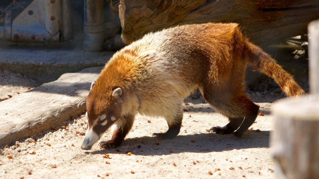 West Coast Game Park Safari showing cuddly or friendly animals and zoo animals