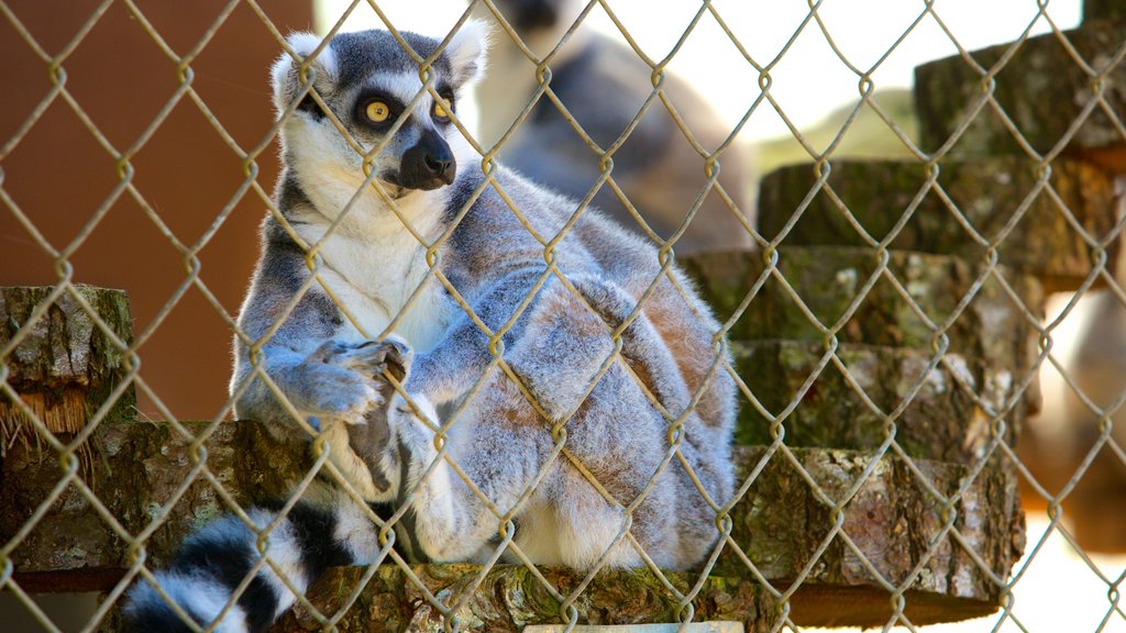 West Coast Game Park Safari caracterizando animais de zoológico e animais fofos ou amigáveis