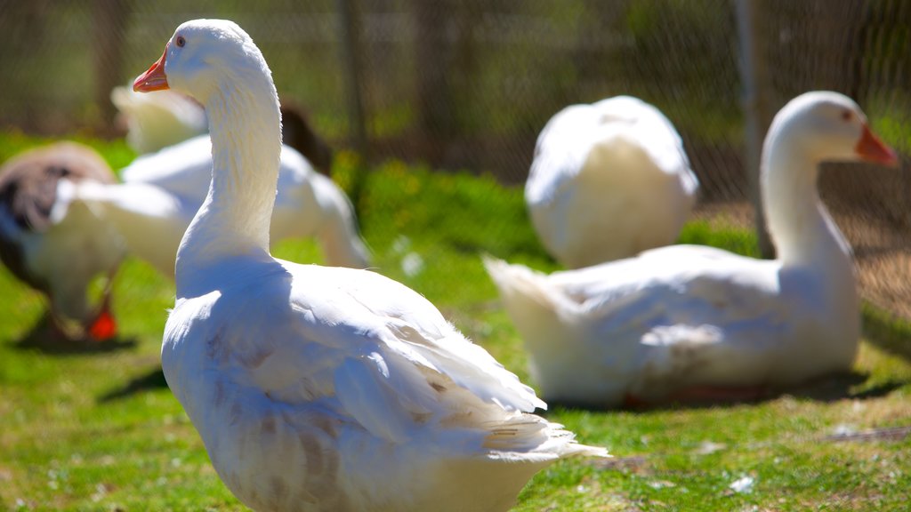 West Coast Game Park Safari que incluye aves