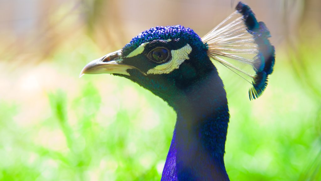 West Coast Game Park Safari caracterizando vida das aves