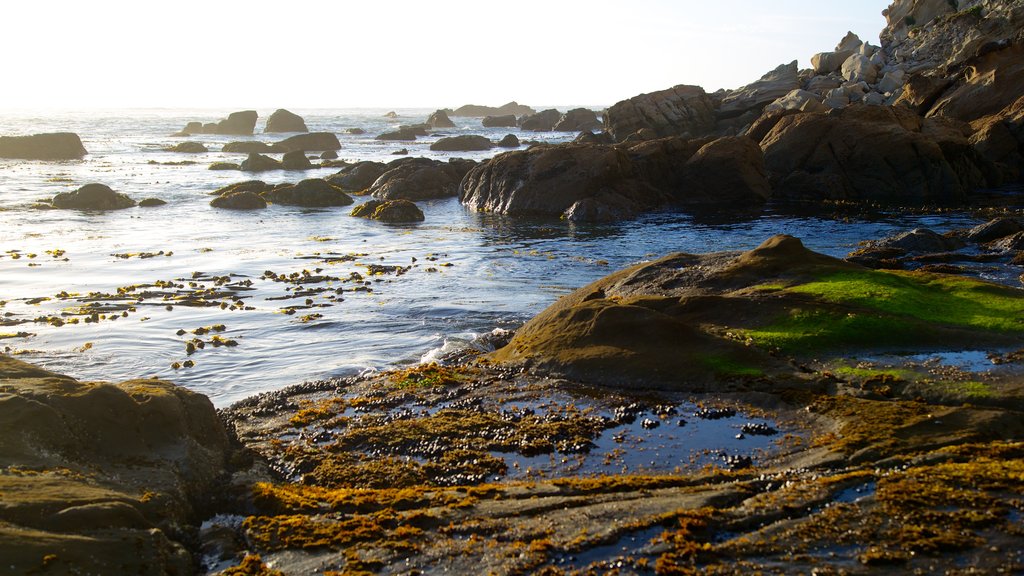 Cape Arago State Park que inclui litoral acidentado