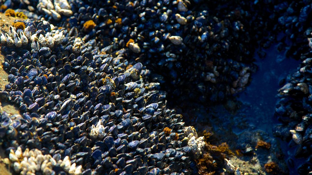 Cape Arago State Park showing coral